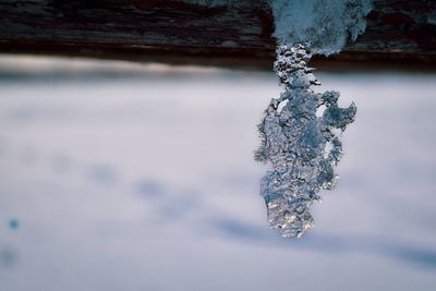 Close-up of frozen tree