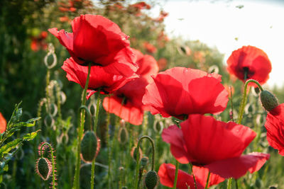 Close-up of poppy flowers blooming outdoors