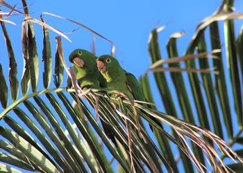 Close-up of bird perching on blue sky