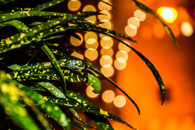 Close-up of wet plant leaves at night