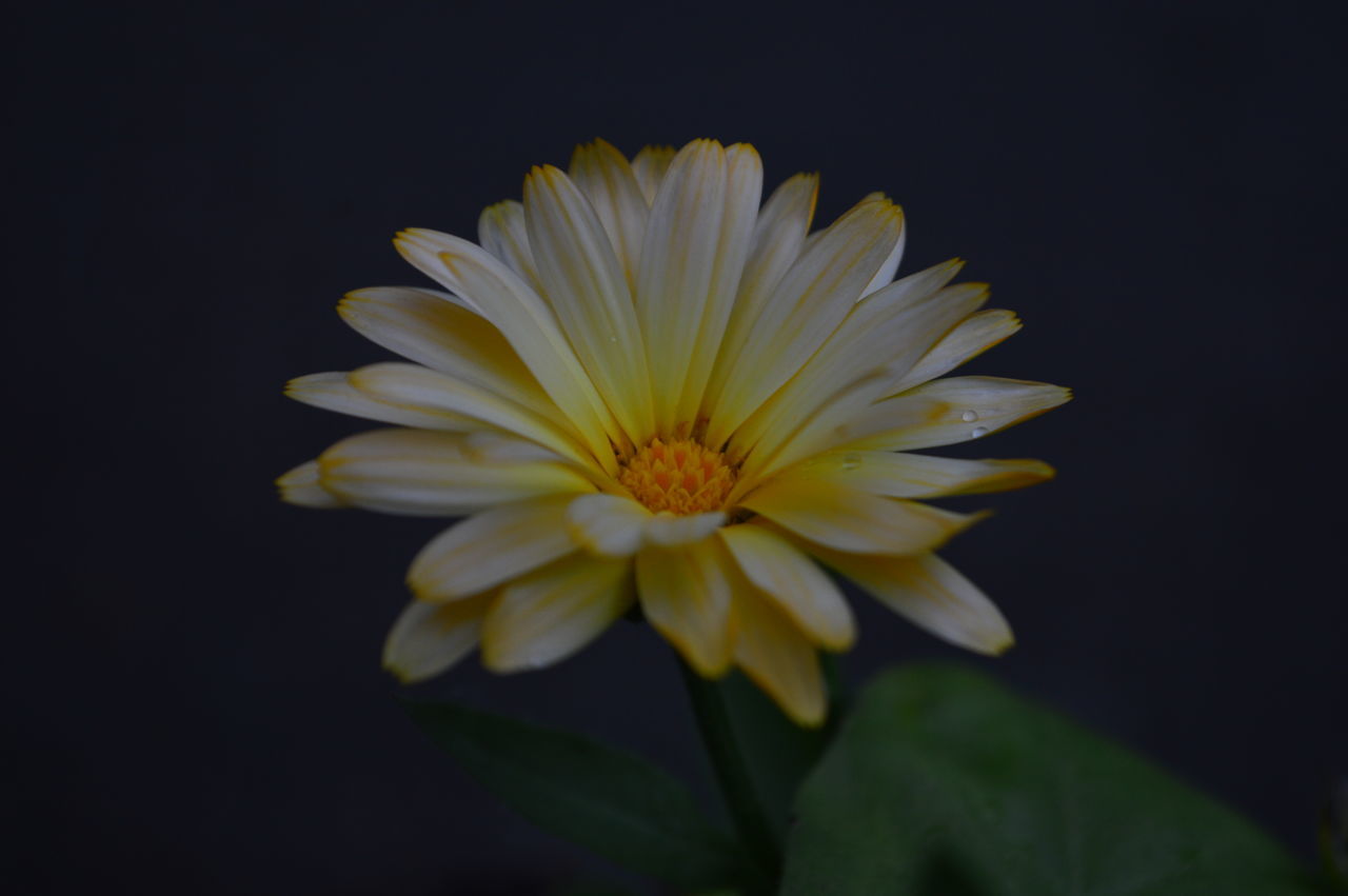 flower, petal, fragility, freshness, flower head, close-up, growth, beauty in nature, single flower, nature, blooming, plant, yellow, daisy, springtime, focus on foreground, black background, in bloom, studio shot, blossom, pollen, bloom, no people