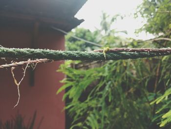 Close-up of wet plant against sky