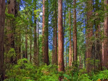 Redwood trees in forest