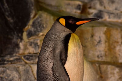 Close-up of penguin on rock