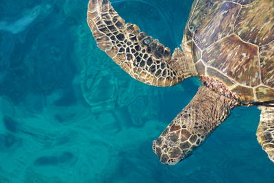 High angle view of turtle swimming in sea