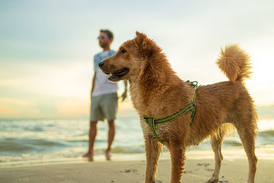 Close-up of dog with man standing on beach