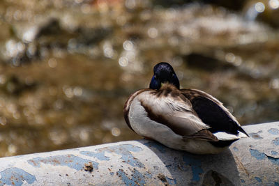 Close-up of bird on rock by lake