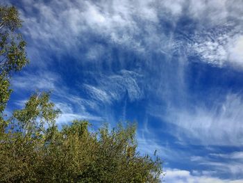 Low angle view of trees against blue sky