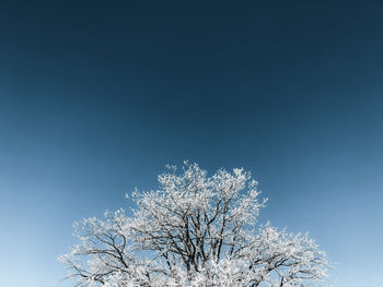 Low angle view of bare tree against blue sky