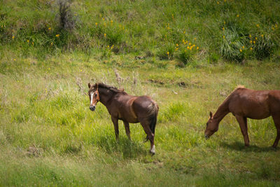 Side view of horses on grassy field