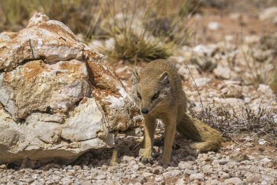 Yellow mongoose walking in front view in kgalagadi transfrontier park, south africa