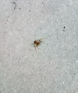 High angle view of starfish on leaf