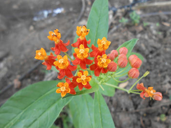 Close-up of orange flowers blooming outdoors