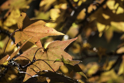 Close-up of maple leaf during autumn