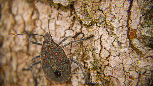 Close-up of insect on tree trunk