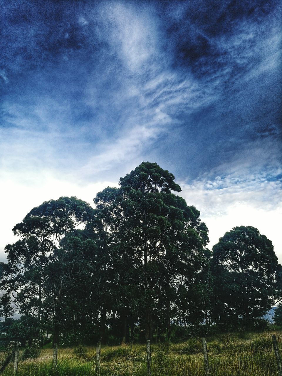 TREES ON GRASSY FIELD AGAINST CLOUDY SKY