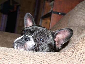 Close-up portrait of dog