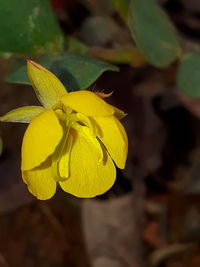 Close-up of yellow flowering plant