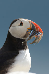 Close-up of seagull against clear sky