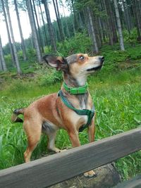 Dog looking away on land