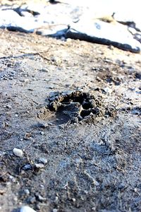 Close-up of crab on sand