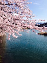 Pink flowers in pond