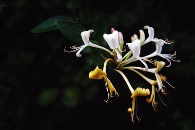 Close-up of white flowers