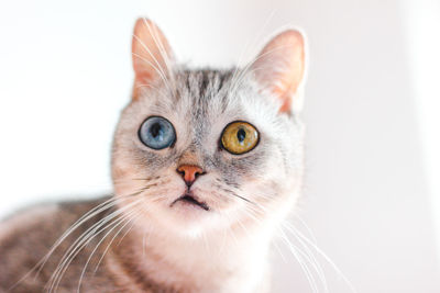 Close-up portrait of a cat