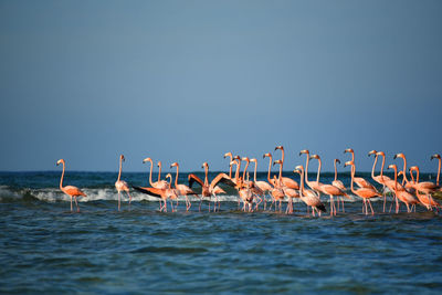 View of birds in sea against clear sky