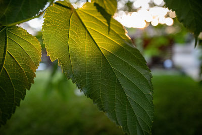 Close-up of leaves on tree