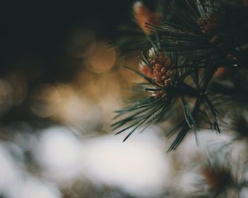 Close-up of pine tree