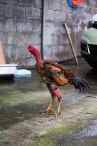 Full length of a bird in a field