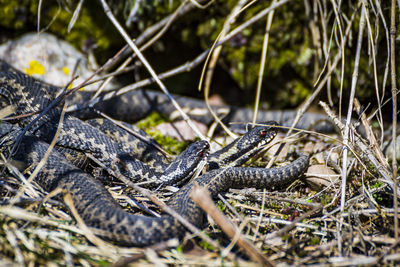 Close-up of lizard on field