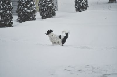 Dog on snow covered field