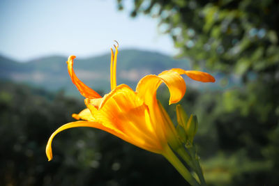 Close-up of yellow flowering plant