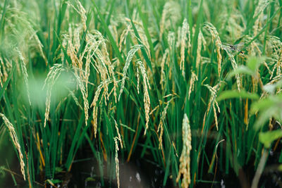 Paddy varieties in organic rice field agriculture