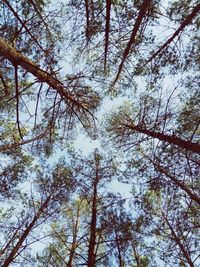 Low angle view of trees against sky