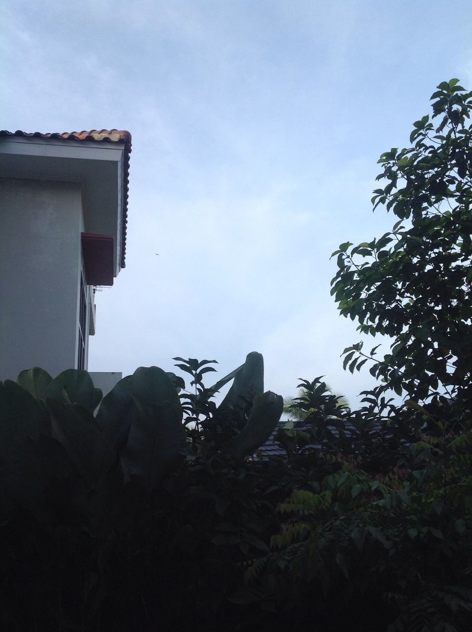 low angle view, sky, tree, building exterior, built structure, architecture, silhouette, growth, nature, house, outdoors, no people, cloud - sky, day, clear sky, cloud, high section, plant, tranquility, copy space