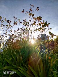 Close-up of flowering plants on field against bright sun