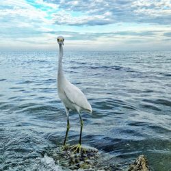 Seagull flying over blue sea