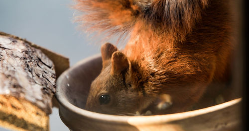 Close-up of squirrel