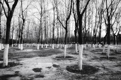 Bare trees in cemetery