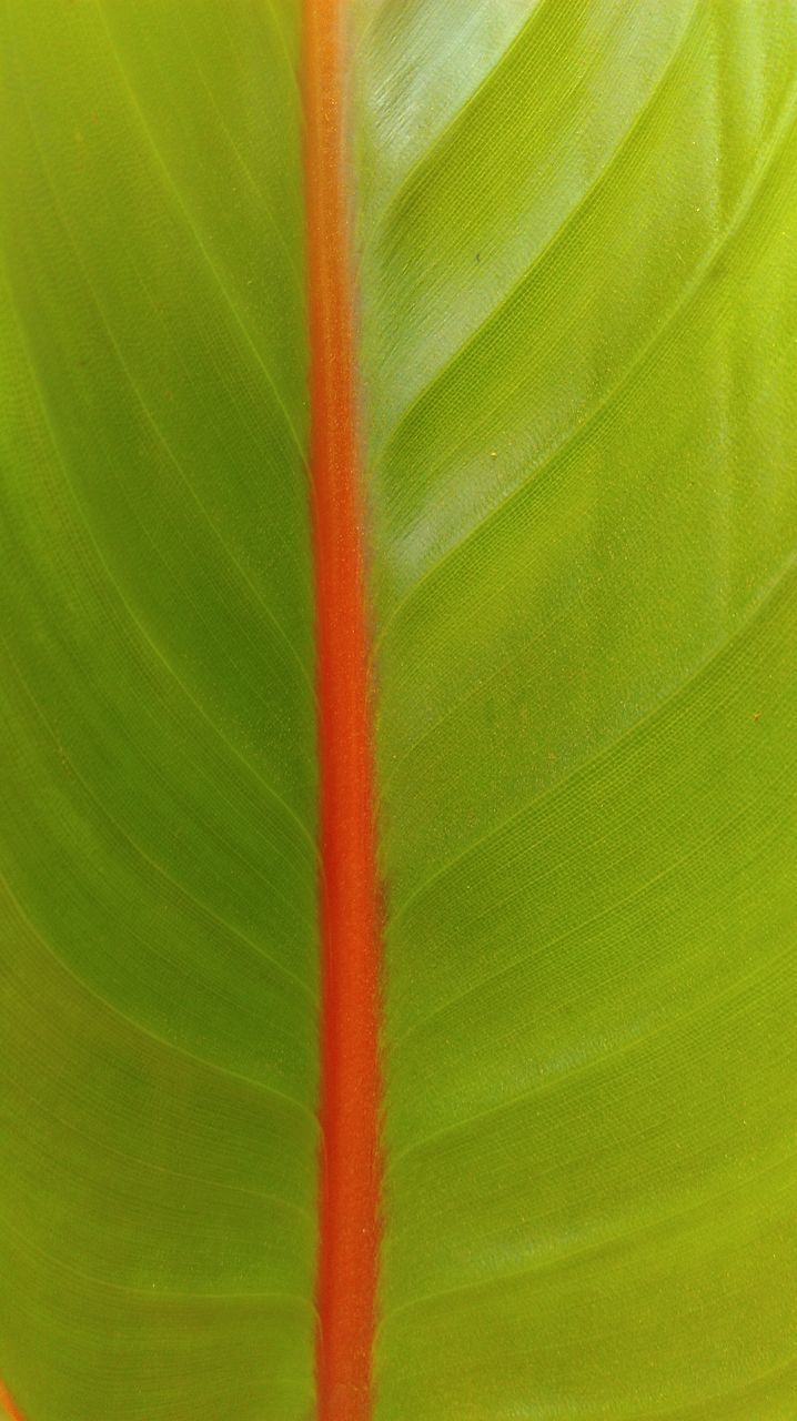 CLOSE-UP OF GREEN PLANT