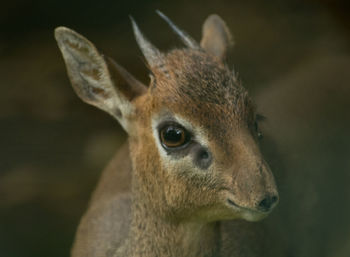 Close-up portrait of lion