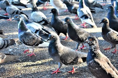 Pigeons perching