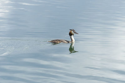 High angle view of duck swimming in lake