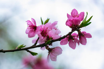 Close-up of pink cherry blossoms in spring