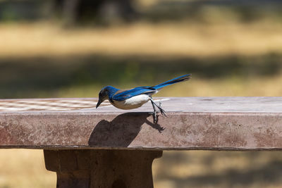 Close-up of bird perching on retaining wall