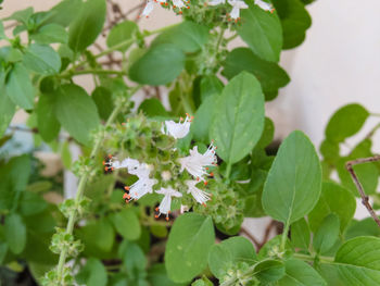 Close-up of white flowering plant