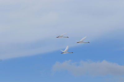 Low angle view of birds flying in sky